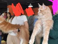 1 YAŞINDA SİMBA YENİ SAHİPLERİNİ ARIYOR.