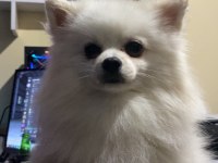 1 yaşında erkek pomeranian eğitimli kar beyazı renkte
