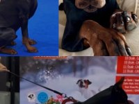 Teslime hazır doberman yavruları