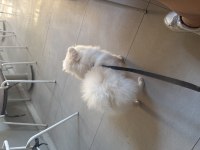 13 Aylık Erkek Pomeranian Boo - Orjinal ırk Aşıları Tam