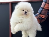 Petmode köpek çiftliğinden tea cup pomeranian