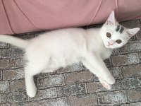 Sevecen oyuncu british longhair ketçap yuva arıyor