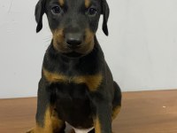 Estetikli veya estetiksiz doberman yavrular