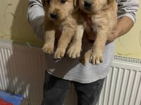Baby face yavrular golden retriever