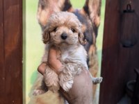 Teacup kore maltipoo yavrular
