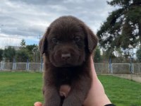 Labrador yavrularımız