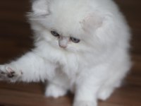 British longhair Erkek