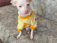 Çok özel chihuahua bebeğimize aile arıyoruz