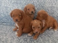 A KALİTE ŞECERELİ MALTİPOO YAVRULARIMIZ