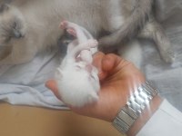 6 adet yavru kedimiz bulunmakta uyguna verilecektir
