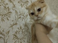 Orjinal safkan britishorthair yavrular