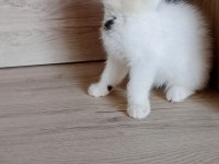 Show kalite exotic shorthair bebekler