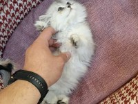 Yavru british longhair