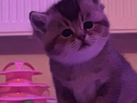 Minik scottish fold kaplanlar