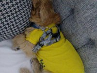 Baba pekinez anne terrier kızımız 4 aylık
