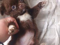 Chihuahua yavrular