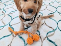 Maltipoo oğlum
