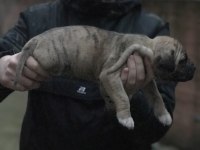 A Kalite Presa Canario Yavruları