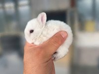 Hollanda Cüce Tavşan Beyaz Karamel Chinchilla Aguti