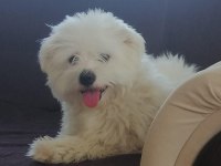 6 kardeşten son maltipoo yavrumuz