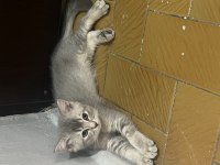 Acil sahiplendirme british longhair kedisi