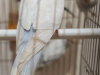 Sağlıklı muhabbet kuşları ister toplu ister tek tek