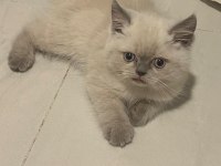 British Shorthair Blue Point Kedimiz