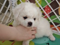 Pet eğitimli ev doğumlu maltese yavrular