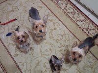 9 Aylık Uygun Erkek Köpeğimiz