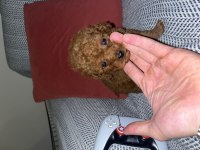 Kore kan 1.5 kilo garantili minyatür Toy poodle bebek