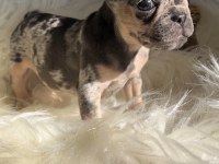 Exotic renk french bulldog köpekler