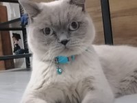Ücretsiz Oyuncu Sevecen British Shorthair