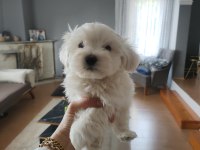 Maltese bebekler