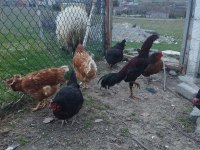 Yumurta tavuğu