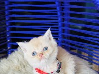 British shorthair krem rengi yavru