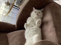 Chinchilla Erkek Kedi