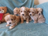 Kore kan maltipoo bebekler