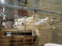 Samoyed sahibinden