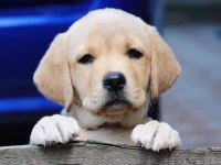 TÜRKİYENİN EN ÖZEL LABRADOR YAVRULARI 