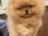 Show kalite pomeranian yavrular ziyarete açık