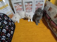 Dişi Erkek Scottish Fold Sağlıklı Bebekler