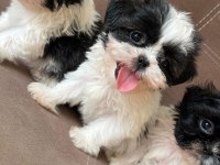 Shih tzu bebekler