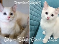 1.SINIF KALİTE ŞECERELİ BEBEKLER YENİ YUVALARINI ARIYOR KEDİ