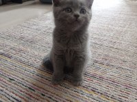 British Shorthair Yavrular