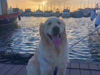 dişi köpek ile çiftleştirmek istiyoruz golden retriever