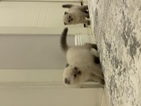 Yeni yuvalarına gitmeye hazır british shorthair kediler