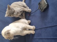 Scottish fold erkek, british shorthair dişi