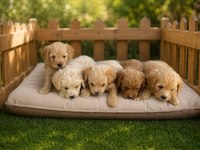 Maltipoo Bebek Köpekler Hazır