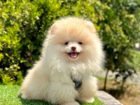 Boo Pomeranian Irk ve Sağlık Garantili Yavrular 