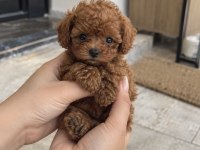 Sıradan Değil, Gerçekten Özel Poodle Yavruları